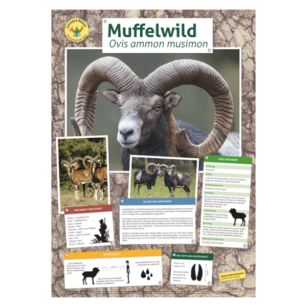 Lernort Natur-Tierposter Muffelwild
