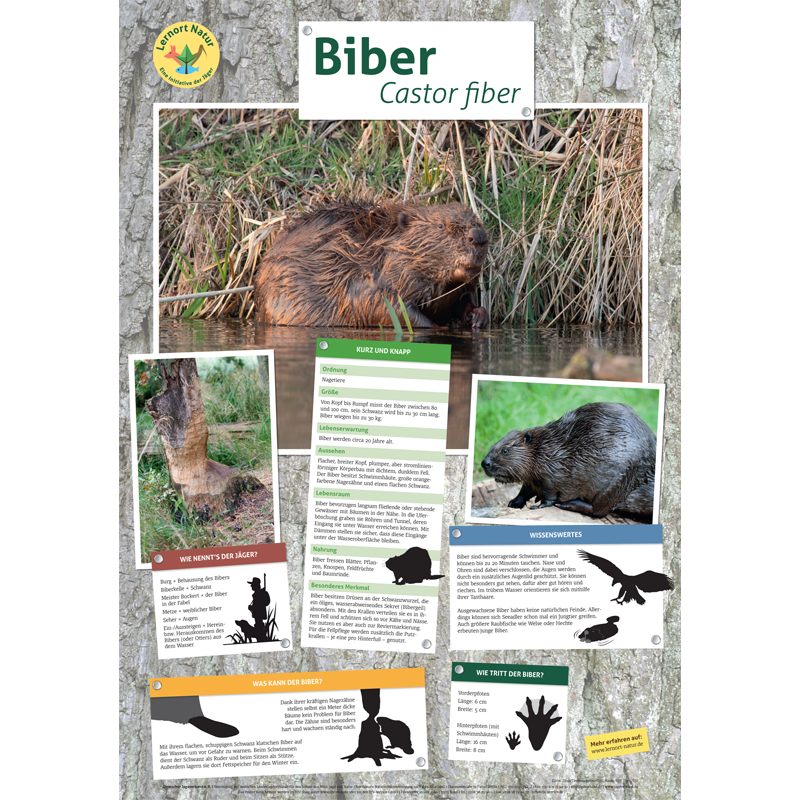 Lernort Natur-Tierposter Biber | LJV Hessen Onlineshop