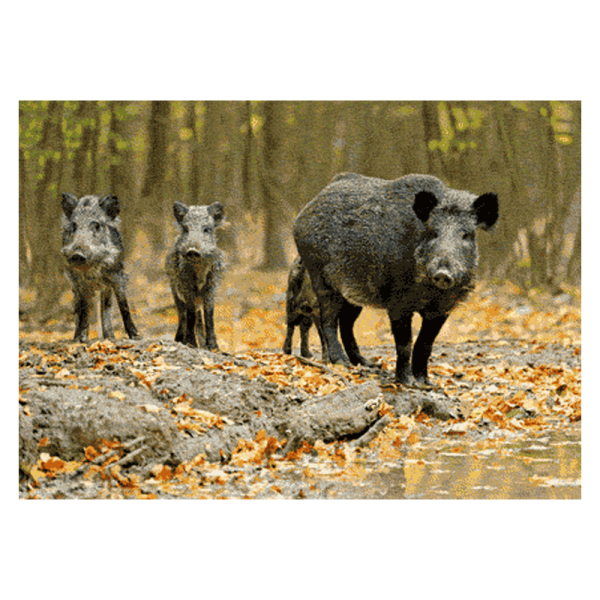 3D-Postkarte Wildschwein